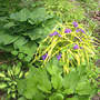 Spiderwort Golden Blue with Hostas (Tradescantia Golden Blue)
