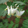 Dicentra cucullaria (Dutchmans Breeches)