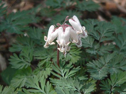 Squirrel-corn (Dicentra canadensis (Squirrel-corn))