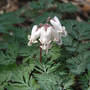 Dicentra canadensis (Squirrel-corn)