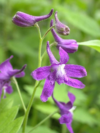 Spring Larkspur, Delphiuium tricorne (Delphinium tricorne)