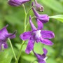 Delphinium tricorne