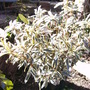Rhododendron 'Ponticum Variegatum' (Rhododendron 'Ponticum Variegatum')