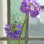 Primula (Primula (denticulata))