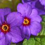 Primula
