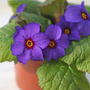 Primula 