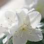 Azalea (Azalea)