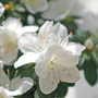 Azalea (azalea)
