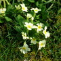 Primroses (hellebore orientalis)
