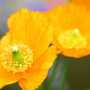 Img_0005b