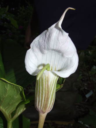 Arisaema griffithianum