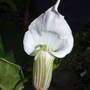 2006_06_27_arisaema_griffithianum