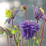 Aquilegia vulgaris 'Winky Double Blue-White' (Aquilegia vulgaris 'Winky Double Blue-White')