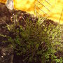 back__garden_spring_gooseberries_2008_021.jpg