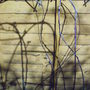 back__garden_spring_tayberries_2008_020.jpg