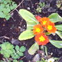 back_garden_spring_2008_042.jpg