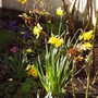 back_garden_spring_2008_044.jpg