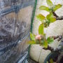 back_garden_spring_apple_bud_2008_017.jpg