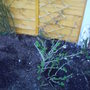 back_garden_spring_blue_berry_2008_001.jpg