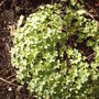 back_garden_spring_geranium_2008_045.jpg