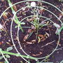 lucifer_spring_2008_055.jpg