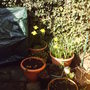 backgarden_springpots_seating_2008_019.jpg