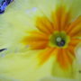polyanthus_spring_2008_054.jpg