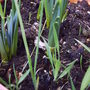 back_garden_spring_daff_2008_027.jpg