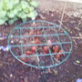 back_garden_spring_peonies_2008_010.jpg