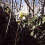backgarden_spring_plum__2008_015.jpg