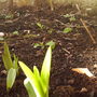 back_garden_spring_lilly_bud_2008_051.jpg