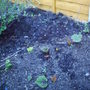 back_garden_spring_rhubarb_2008_006.jpg