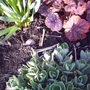 front_garden_spring_sedum_2008_064.jpg