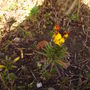 front_garden_spring_i_think_wall_flower_2008_065.jpg