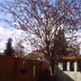 back_garden_spring_flowering_plum_2008_025.jpg