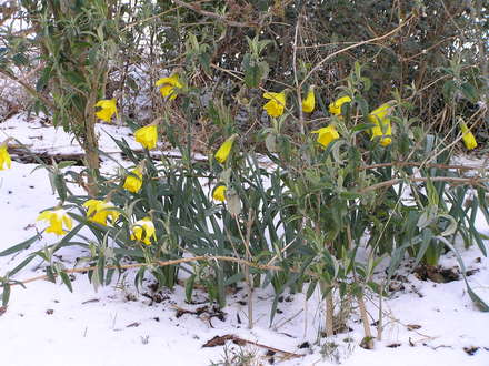 Easter Daffodils