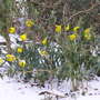 Easter_dafs