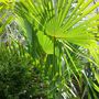 Chasun palm in the garden.March 2008. (Trachycarpus fortunei (Chusan palm))