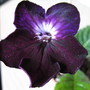 Streptocarpus Royal Knight (Streptocarpus)
