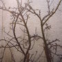 Back_garden_spring_apples_2008_016