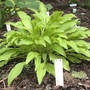 Hosta Wogon (Hosta Wogon)