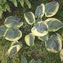 Hosta Snow Cap (Hosta Snow Cap)
