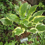 Hosta So Sweet  (Hosta So Sweet)