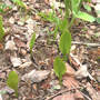 Northern Adder's Tongue Fern  (Ophioglossum pusillum)