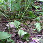 Northern Adder's Tongue Fern in May (Ophioglossum pusillum)