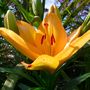Lilly in the exotic garden- summer 2007