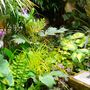 The colour theme in front of the wildlife pond-Summer 2007.