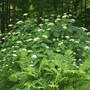 Hydrangea Annabelle as Lacecap (Hydrangea aborescens "Annabelle")