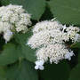 Hydrangea Annabelle Lacecap Close (Hydrangea aborescens "Annabelle")