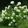 Hydrangea Annabelle With Mopheads (Hydrangea aborescens Annabelle)